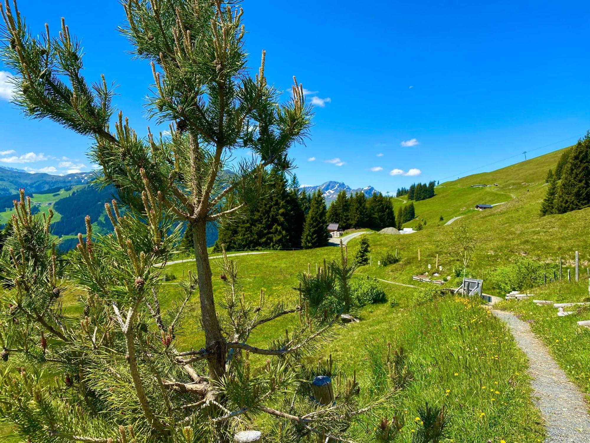 Alm Seasons Premium Chalet & Studios Saalbach-Hinterglemm Exterior foto